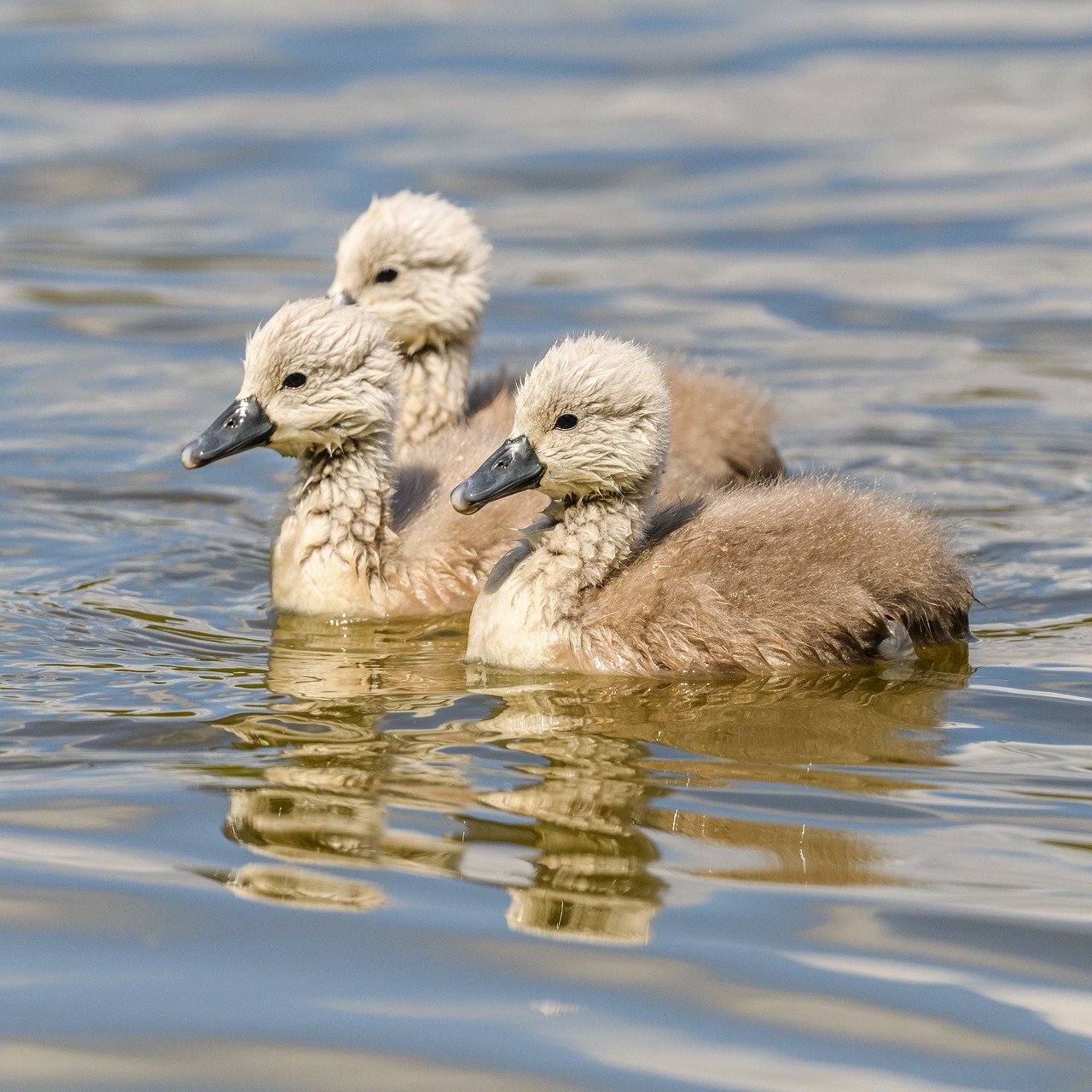 Safety Tips for Birdwatchers